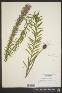 Liatris elegans image