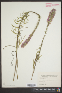 Liatris elegans image