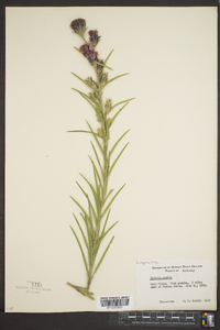 Liatris scabra image