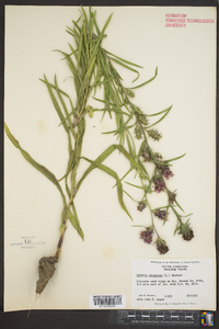 Liatris squarrosa image