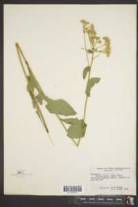 Parthenium integrifolium image