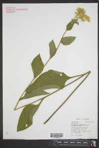 Parthenium integrifolium image