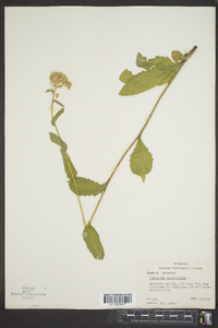 Parthenium integrifolium image