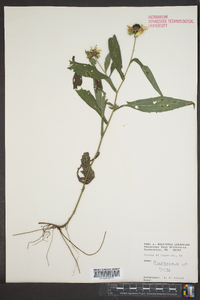 Rudbeckia tenax image