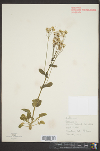 Senecio sphaerocephalus image