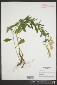 Solidago bicolor image