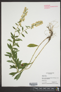 Solidago bicolor image