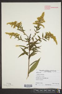 Solidago boottii image