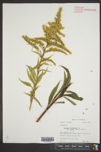 Solidago canadensis var. scabra image