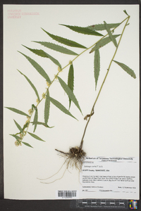 Solidago curtisii image