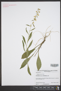 Solidago erecta image