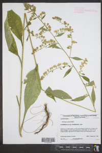 Solidago patula image