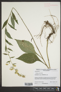 Solidago patula image