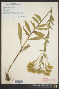 Solidago rigida image