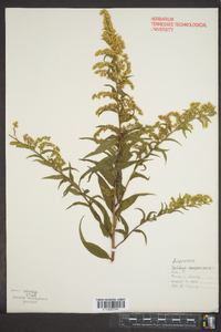 Solidago sempervirens image