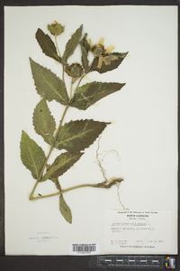 Tetragonotheca helianthoides image