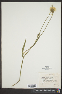 Tragopogon pratensis image