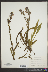 Trilisa paniculata image