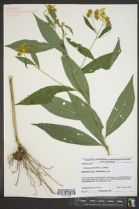 Verbesina alternifolia image