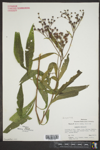 Vernonia gigantea subsp. gigantea image