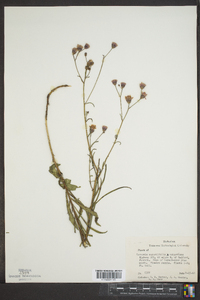 Vernonia angustifolia image