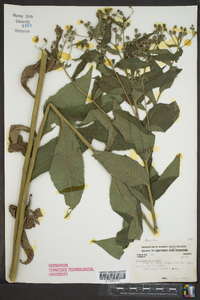 Vernonia baldwinii image