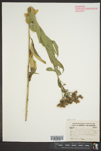 Vernonia baldwinii image