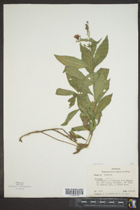 Vernonia baldwinii image