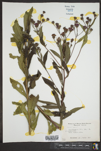 Vernonia glauca image