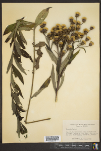 Vernonia noveboracensis image