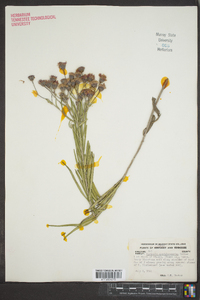 Vernonia guadalupensis image