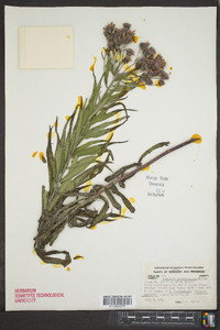 Vernonia guadalupensis image