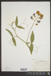 Lathyrus latifolius image