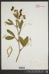 Lathyrus latifolius image