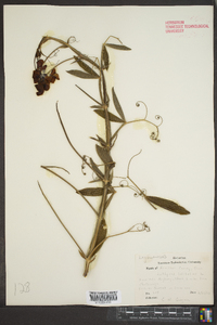 Lathyrus latifolius image