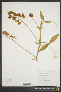 Lathyrus latifolius image