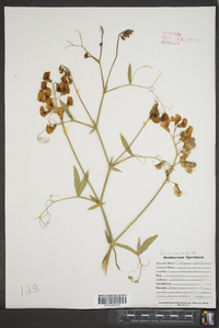 Lathyrus latifolius image