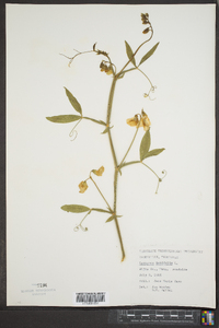 Lathyrus latifolius image