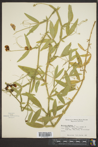 Lathyrus odoratus image