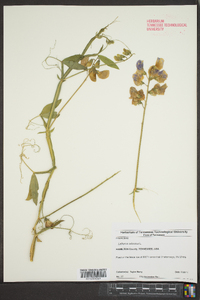 Lathyrus odoratus image