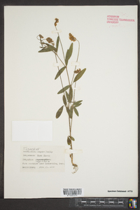 Lespedeza angustifolia image