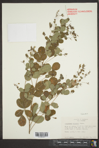 Lespedeza bicolor image