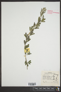 Lespedeza capitata image