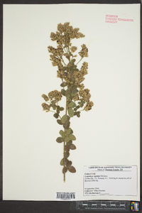 Lespedeza capitata image