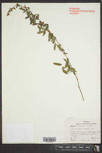 Lespedeza cuneata image