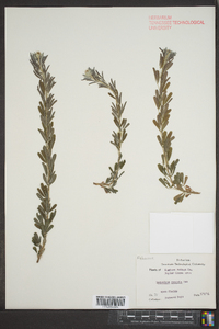 Lespedeza cuneata image