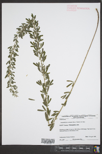 Lespedeza cuneata image