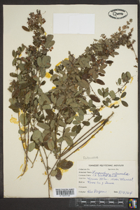 Lespedeza intermedia image