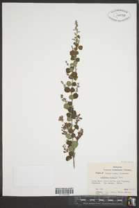 Lespedeza × nuttallii image