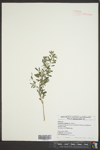 Lespedeza stipulacea image